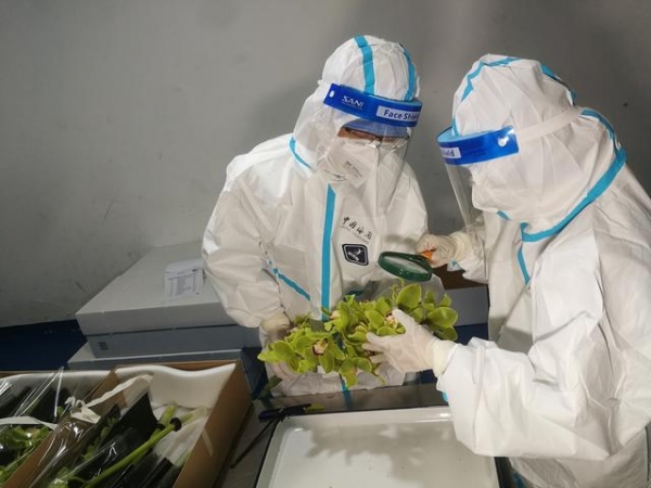 “我为群众办实事”！浦东机场海关打造节日期间鲜活农产品进口“高速跑道”-3.jpg