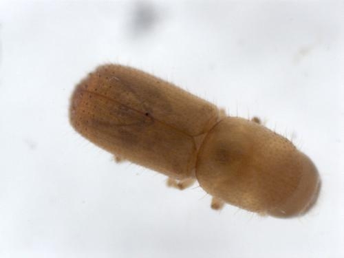 上海海关截获有害生物橡胶材小蠹-1.jpg