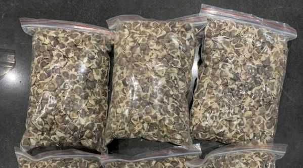 禁止入境！旅客违规携带辣木籽入境被海关截获-2.jpg