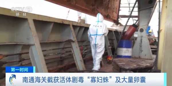 海关截获大量剧毒寡妇蛛卵！送检当天孵出数百蜘蛛-1.jpg