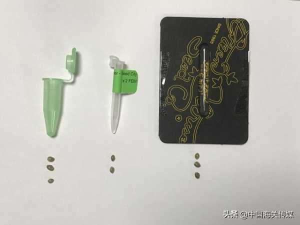 非要种大麻，这不自找麻烦嘛-2.jpg