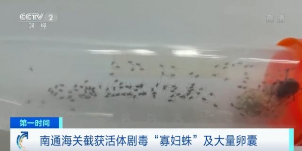 惊心！剧毒“寡妇蛛”被南京海关截获，送检当天孵出数百蜘蛛-3.jpg