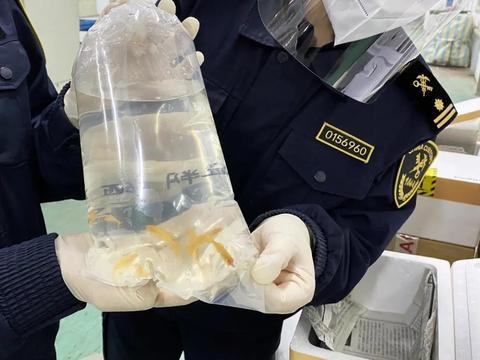 境外寄来的“健康饮品”明显可疑，海关查验截获39条活体鱼苗-1.jpg