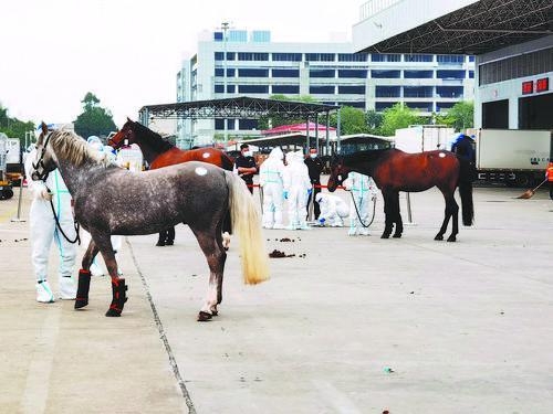 斗门海关“马上办”，让宝马更快入境-1.jpg