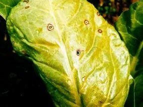 【动植物检疫】进境种苗那些事儿-13.jpg