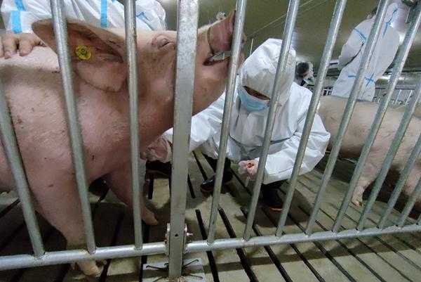 2980头丹麦种猪顺利通过海关隔离检疫 将投入生产-1.jpg