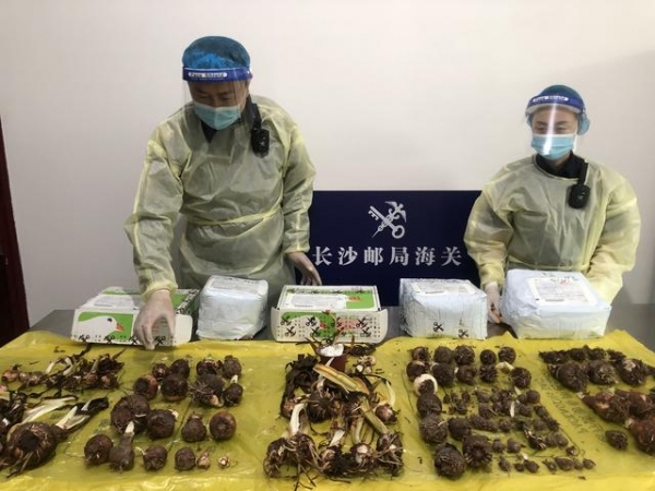 美丽但不合法！长沙邮局海关连续截获朱顶红177株-1.jpg