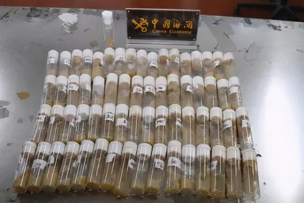 寄件方来自美国！海关截获包裹，发现7000多只黑腹果蝇-1.jpg
