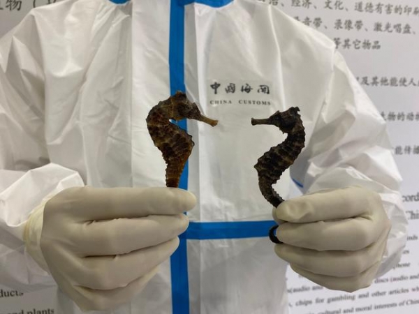青岛流亭机场海关查获非法携带入境海马干-1.jpg